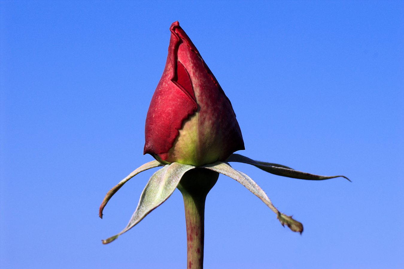 Razmnožavanje ruža – kako dobiti nove sadnice u vrtuRazmnožavanje ruža