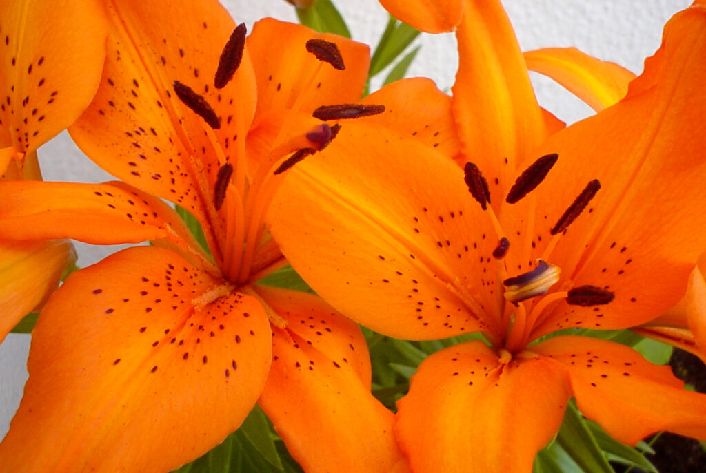 Peruanski ljiljan u vrtu sa visokim stabljikama i šarenim cvetovima