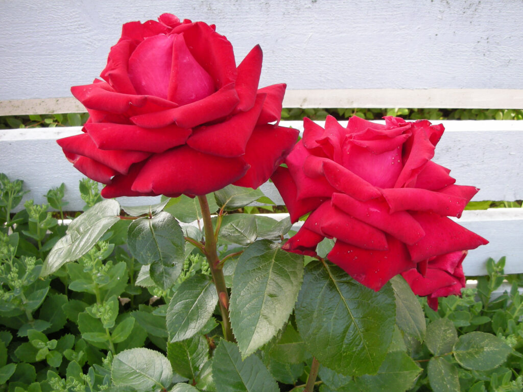 Sadnja ruža u bašti