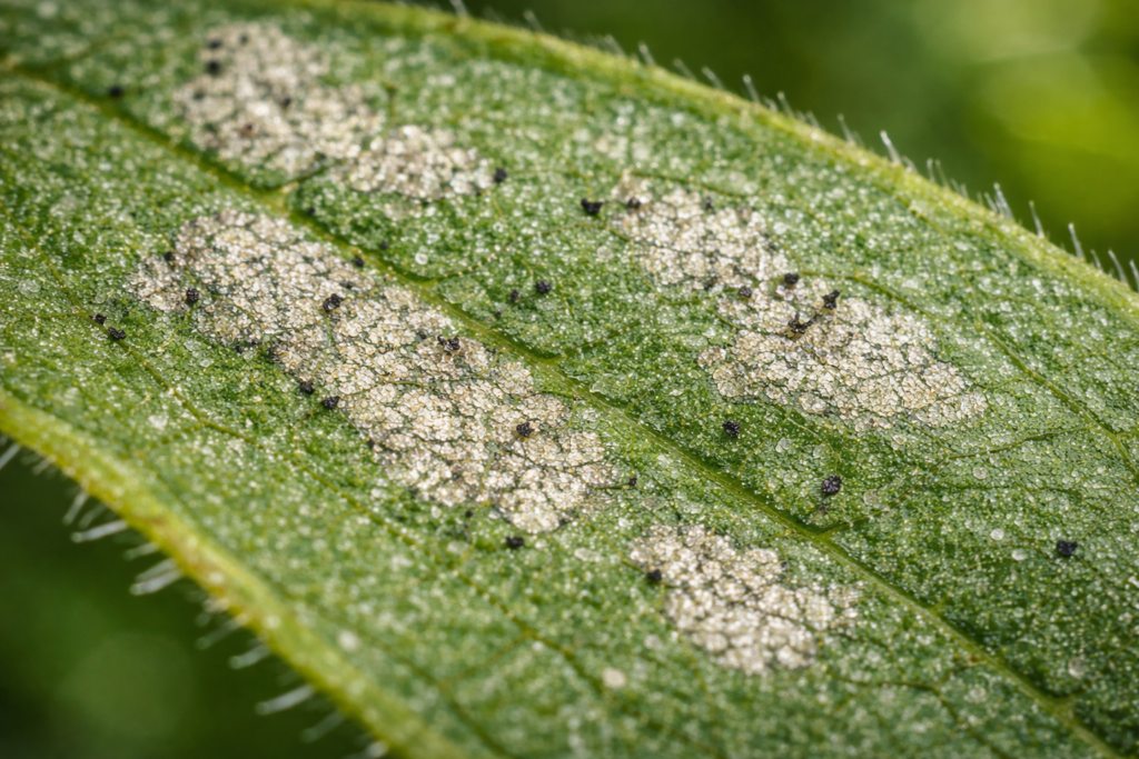 Srebrnaste pege na listu kao posledica napada tripsa